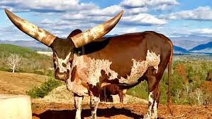 Get details of location, timings and contact. What S A Watusi 10 Things To Do On Asap S Farm Tour