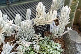 Image result for Caputia