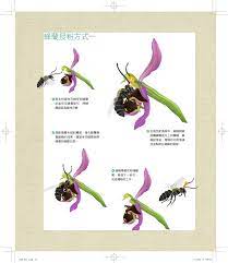 欺騙處男的蘭花 露水姻緣都是假 蘭的10 個誘惑 pansci 泛科學 planting flowers flowers plants
