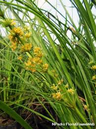 Image result for Lomariopsis hederacea