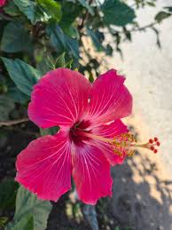 Image result for Hibiscus barbosae