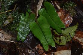 Image result for Elaphoglossum
