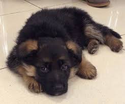 Alman Kurdu Alman Coban Kopegi German Shepherd Dog Deutsche Schaferhunde Germanshepherd German Shepherd Puppies German Shepherd Dogs German Shepherd