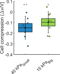 Corrals help by separating animals. Extracellular Matrix In Multicellular Aggregates Acts As A Pressure Sensor Controlling Cell Proliferation And Motility Elife