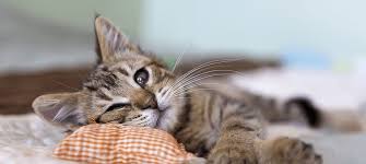 Clean any discharge from your cat's eyes. Hello World All About When Kittens Open Their Eyes