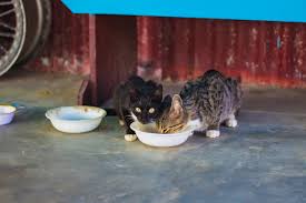 Support is available through the stratford perth humane society. New Pet Food Bank To Help The Community Food Assistance