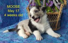 These pembroke welsh corgi puppies are friendly & energetic. Cardigan Welsh Corgi Puppy For Sale Adoption Rescue For Sale In Aurora Colorado Classified Americanlisted Com