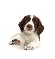 Battle creek, michigan member for: English Springer Spaniel Puppy Pointing A Paw Photograph By Mark Taylor Naturepl Com