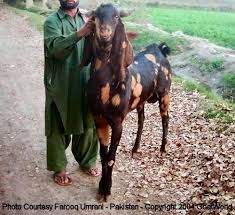 Black And White Goat Breeds 31 Goat Breeds For Milk Meat Fiber You Ll Need On The Farm Animals Beautiful Farm Animals Goats