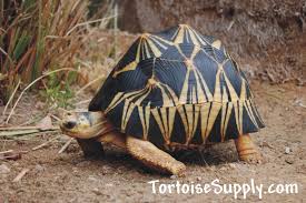 Choosing A Tortoise Species Which Tortoise Species Should