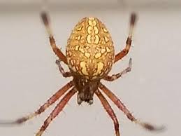 Camels form the genus camelus. Arizona Spiders Pictures And Identification Green Nature