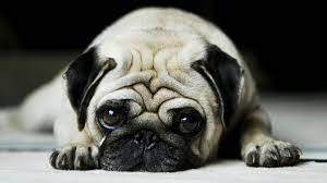 Pin On Dog Humor