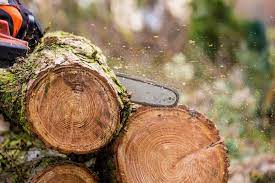 Professional And Emergency Tree Removal Services Tree Removal Tree Removal Service Removal Services