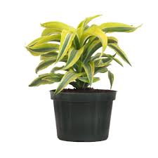 United Nursery Dracaena Lemon Lime Compacta Live Plant Indoor Houseplant In 6 In Grower Pot 10 In 14 In In 2020 Live Indoor Plants Dracaena Plant Easy Care Plants