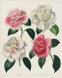 Original Horticultural Society Botanical Prints 1835 Botanical Drawings Botanical Prints Botanical Art