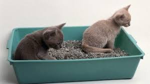 Kedi Kumunun Kokusunu Onlemek Vetbilgi