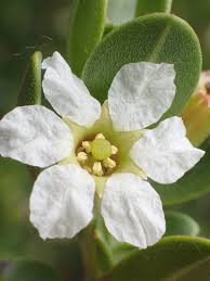 Image result for Pemphis