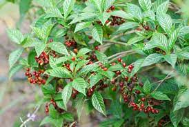 The university of florida (uf), together with florida a&m university (famu), administers the florida cooperative extension service. Florida S Best Edible Natives Keep Brevard Beautiful Florida
