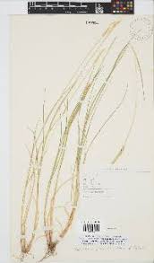 Image result for Setaria lindenbergiana