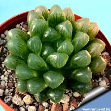 Maybe you would like to learn more about one of these? Haworthia Cooperi Var Obtusa
