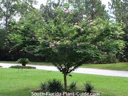 Image result for Calliandra haematocephala