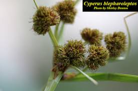 Image result for Oxycaryum