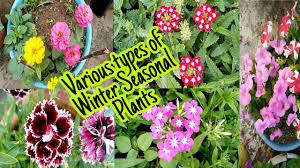 Some seeds grow in more cold time that is in december and january. Various Types Of Winter Seasonal Plants With Names By Garden Gyan Youtube