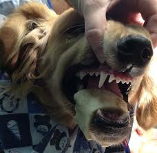 We did not find results for: Should Dogs Get Bones The Risks Of Bones Walkerville Vet