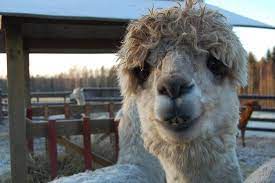 This subreddit is dedicated to any and all with naturally wavy, curly, coily, or kinky locks. Funny Animal Hairstyles Alpaca Curly Hair 6