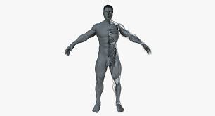 Ultimate Male Anatomy Project 3d Model 3d Model Character 3d Model Anatomy