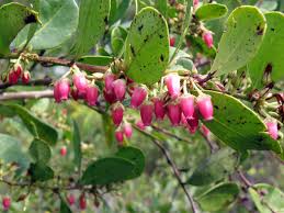 Image result for Rawsonia lucida