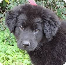 Black And White Great Pyrenees Lab Mix Pin By Marla Danielson On Grandkids Newfoundland Puppies Puppies Labrador Retriever Puppies