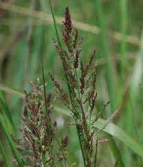 Image result for Panicum monticola