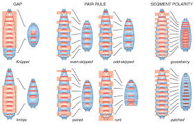 Zygotic Gap Pair Rule Segment Polarity Genes