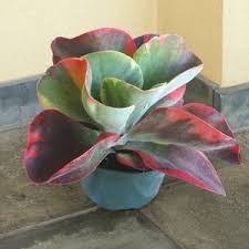 Kalanchoe Fantastic P P Kalanchoe Thyrsiflora Succulents Planting Succulents Plants
