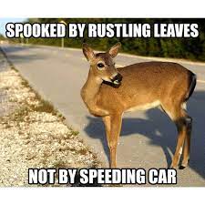 Hunting Meme Hunting Huntingmeme Huntinglife Hunter Hunting Memes Hunting Jokes Hunting Life