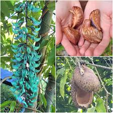 Image result for Strongylodon macrobotrys