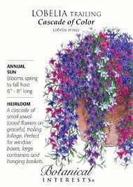 Cascade Of Color Lobelia Seeds 125 Mg Blue Flowers Garden Flowers Perennials Porch Flowers