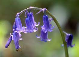 Pin On English Bluebells