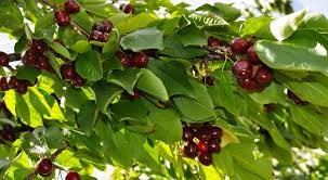 Finger lime (citrus australasica) the finger lime originates from the rainforests of southern queensland and northern nsw. When To Plant Fruit Trees In Australia All Green