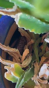 Image result for Erythroxylum zambesiacum