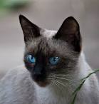 Siamese cat - Wikipedia
