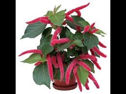 Image result for Acalypha hispida