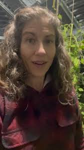 Part 2: Did they freeze????, And after another late night, I just got home  and haven’t harvested the greenhouse!!!! Tonight will be evening colder  than last, at a low of -2C. What do you think will ...