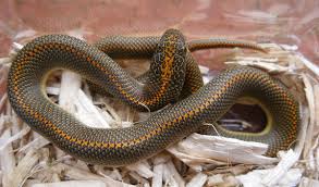 Image result for snakes in tanzania