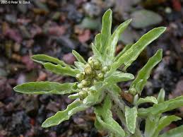 Image result for Gnaphalium