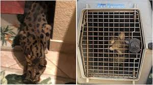 Aivituvin cat house outdoor kitty shelter indoor cat condo waterproof with escape door, flower box & balcony. An Exotic Cat Was Caught After Breaking Into A Florida Home The Mystery Has Only Just Begun