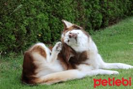 kopekler pire kene gibi dis parazitlerden nasil korunur kopek evcil hayvanlar hayvanlar