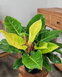 Image result for Philodendron