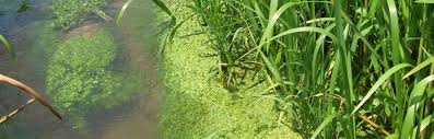 Algae, Phytoplankton and Chlorophyll - Environmental Measurement ...